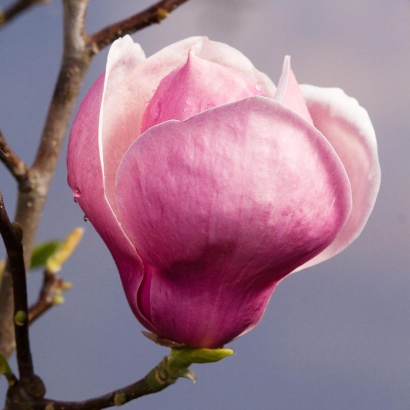 Magnolia soulangeana Lennei (Fioritura)