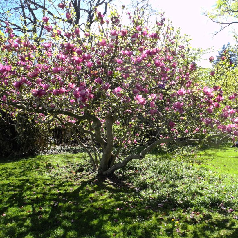 Magnolia soulangeana Lennei (Porto)