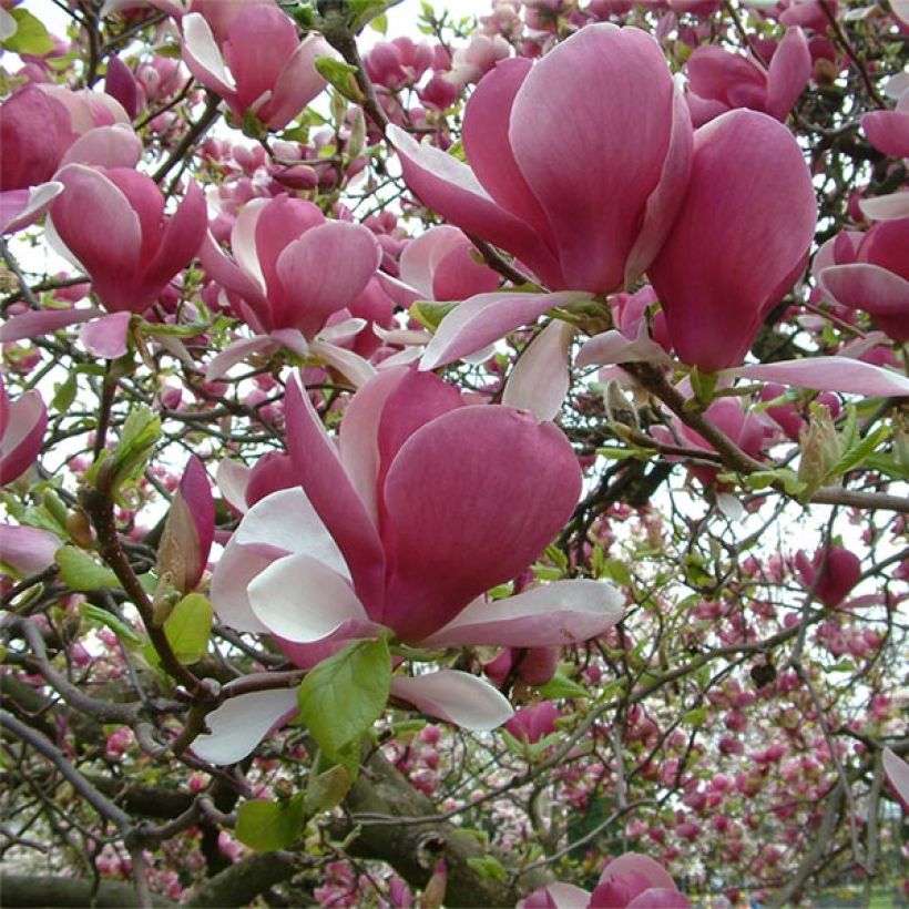 Magnolia soulangeana Rustica Rubra (Fioritura)