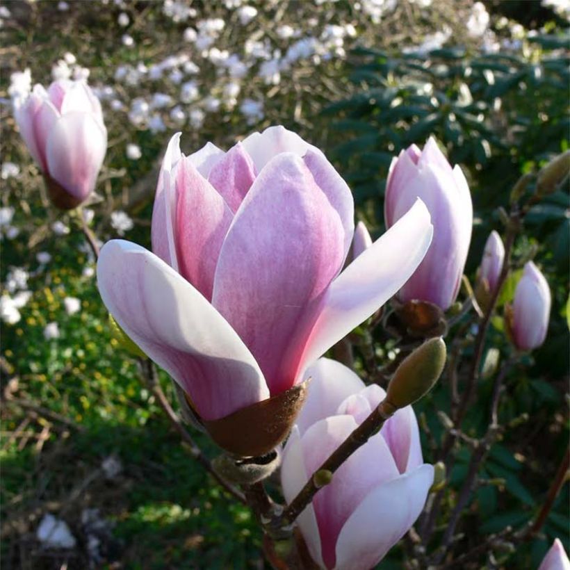 Magnolia soulangeana Satisfaction (Fioritura)