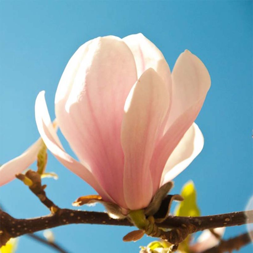 Magnolia Pink Beauty (Fioritura)