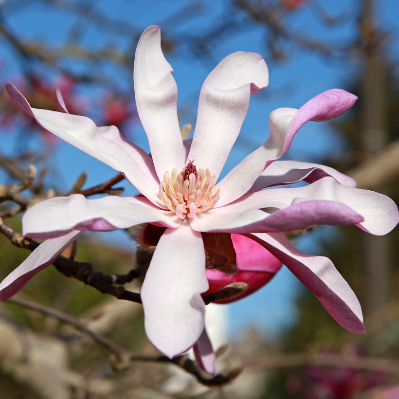 Magnolia stellata Rosea (Fioritura)