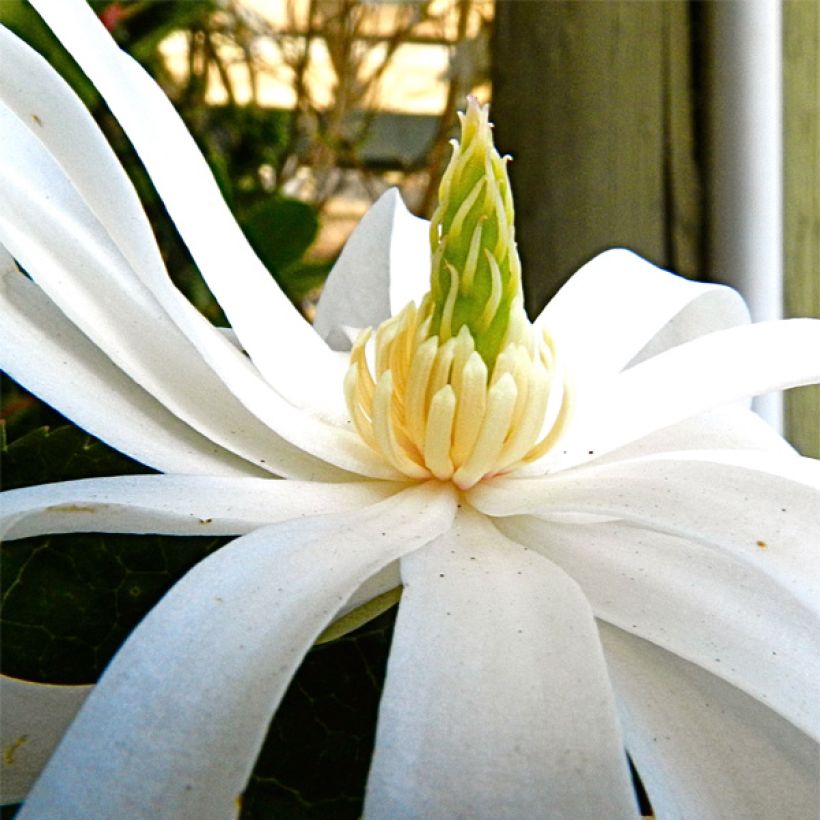 Magnolia stellata Royal Star (Fioritura)