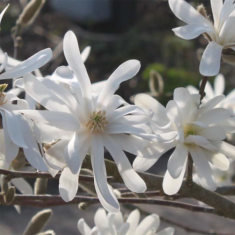 Magnolia stellata Waterlily (Fioritura)