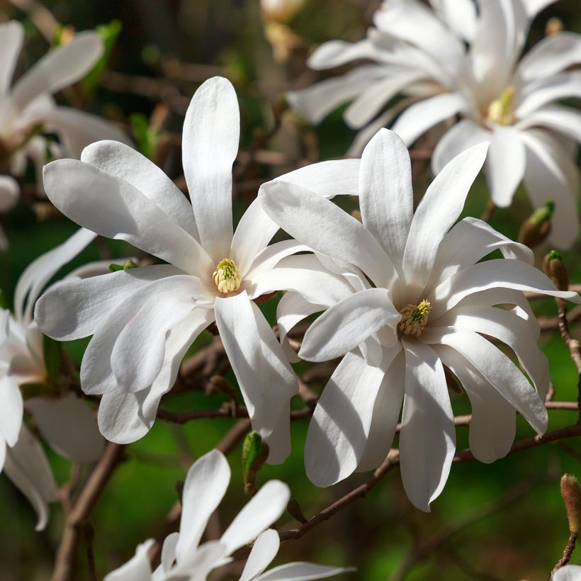 Magnolia stellata (Fioritura)