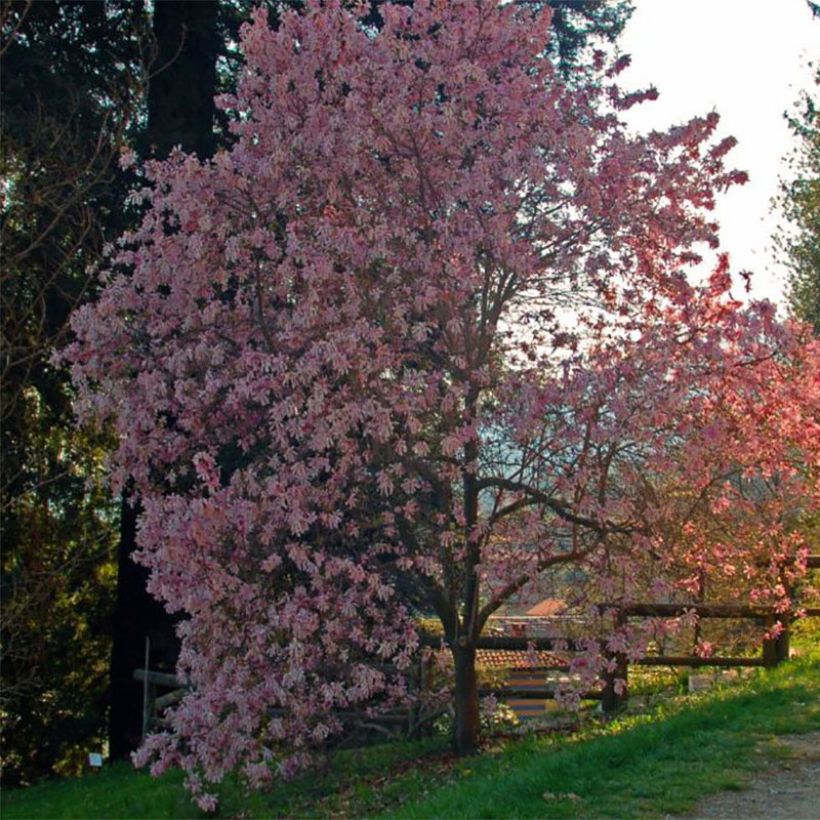 Magnolia stellata Rosea (Porto)