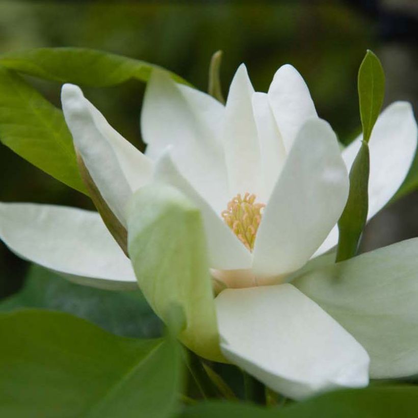 Magnolia thompsoniana (Fioritura)