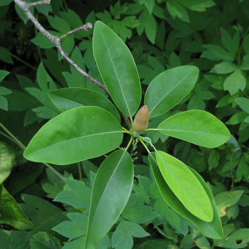 Magnolia virginiana Glauca (Fogliame)