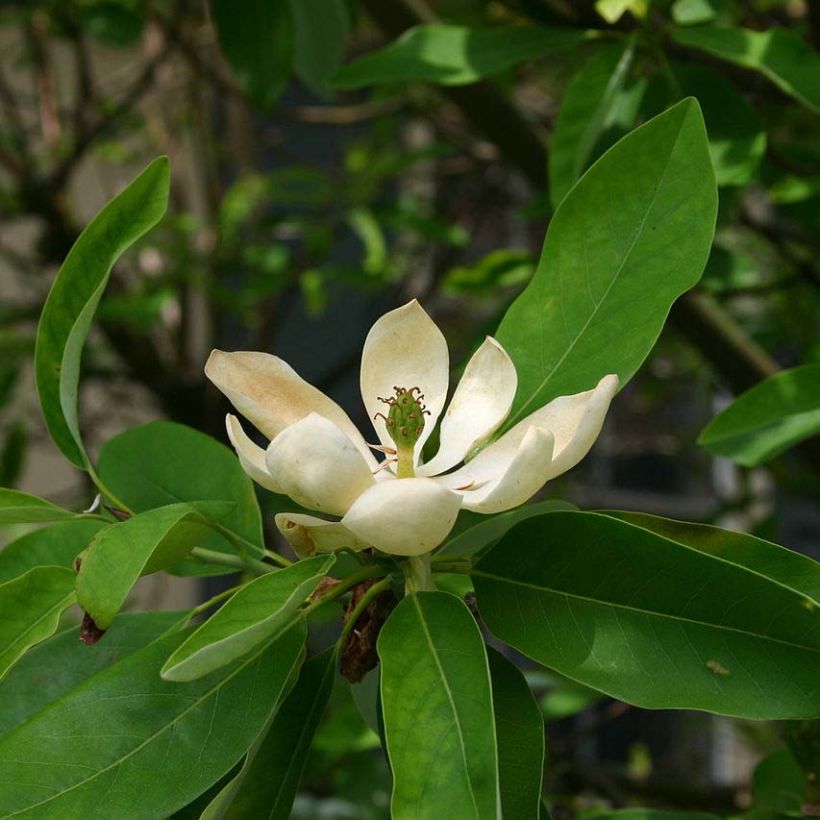 Magnolia virginiana Glauca (Fioritura)