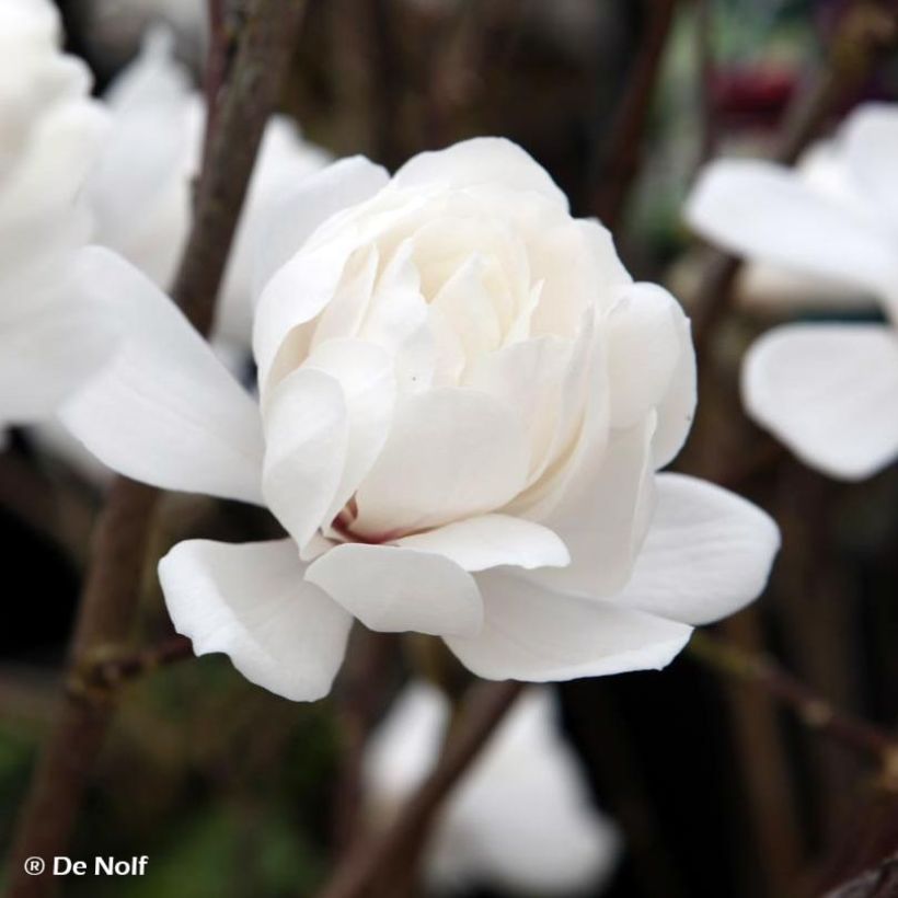 Magnolia Wildcat (Fioritura)