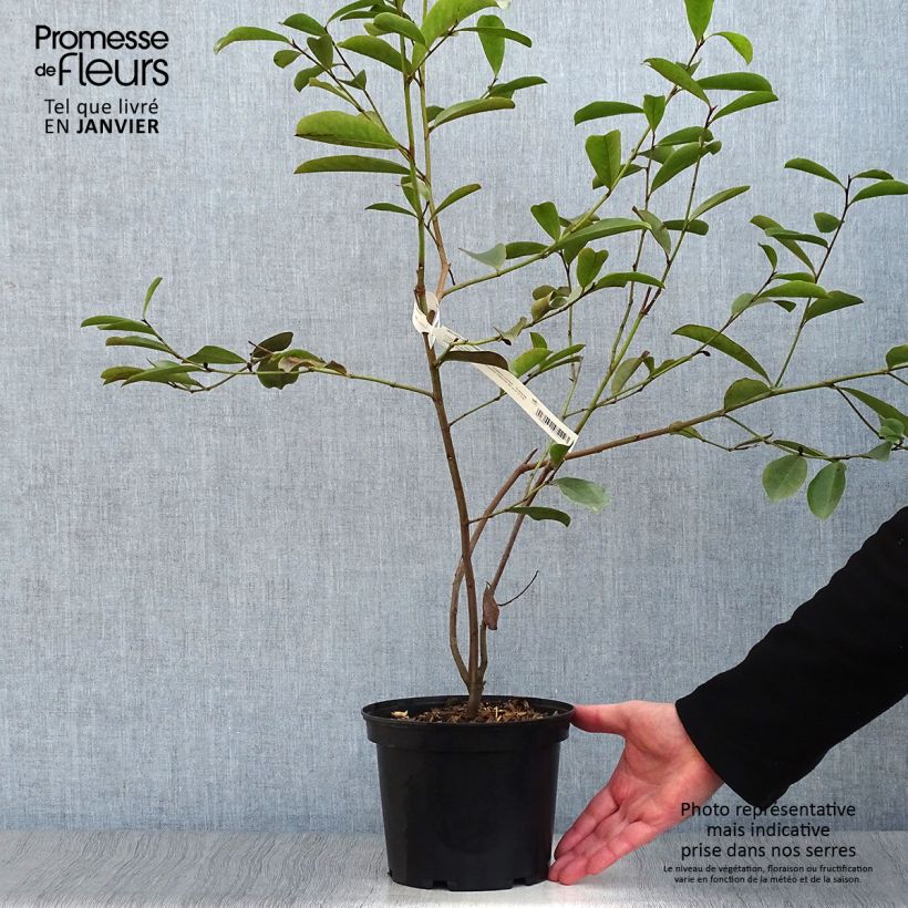 Magnolia yunnanensis - Michelia Pot de 3L/4L esemplare consegnato in inverno