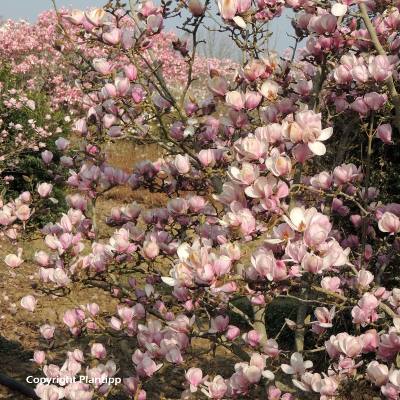 Magnolia denudata Festirose (Porto)