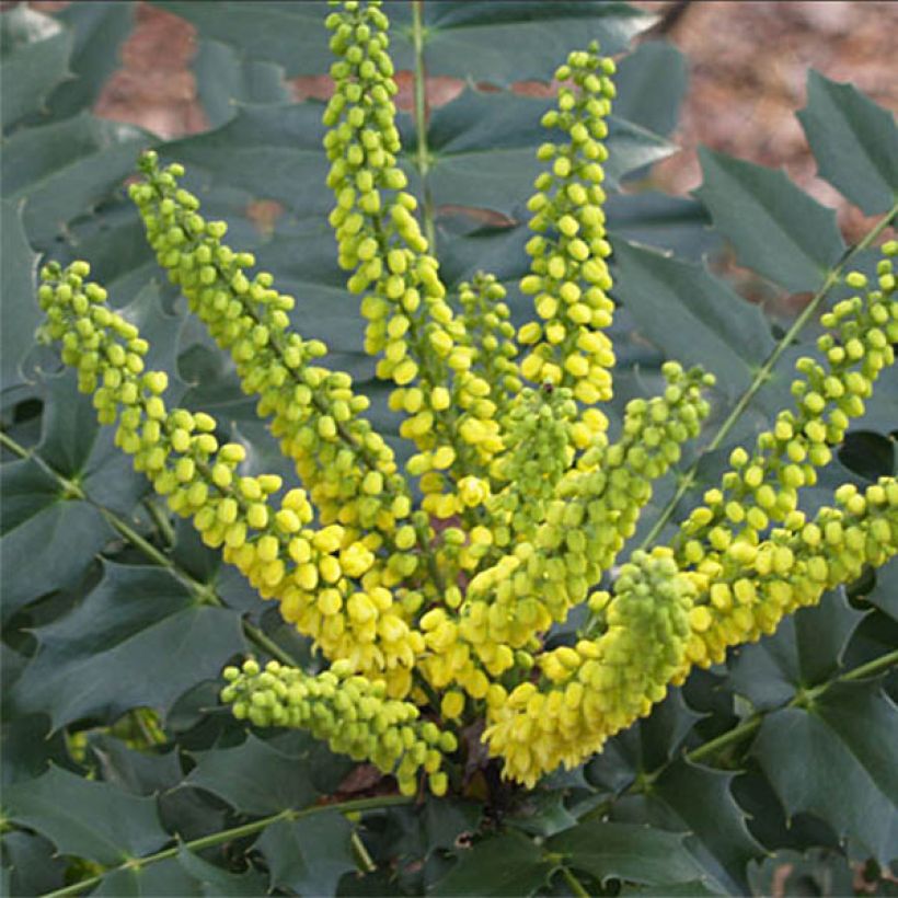 Mahonia japonica Hivernant (Fioritura)