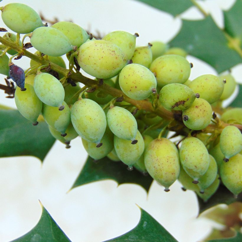 Mahonia media Charity (Raccolta)