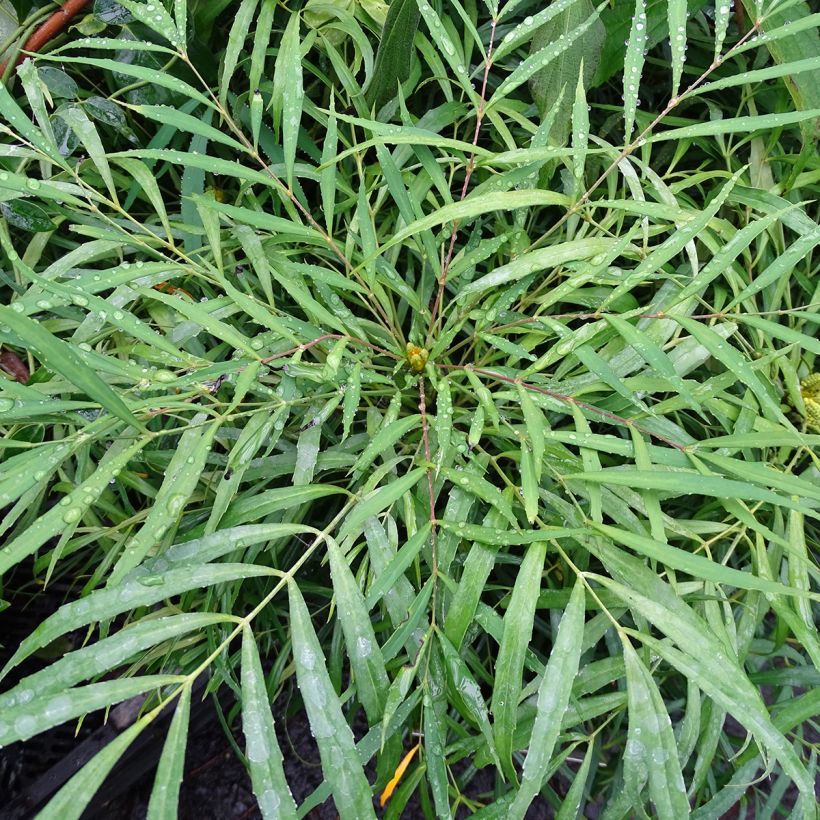 Mahonia eurybracteata Soft Caress (Fogliame)