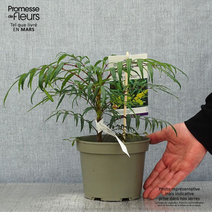 Mahonia Volcano Pot de 2/3L. esemplare consegnato in inverno