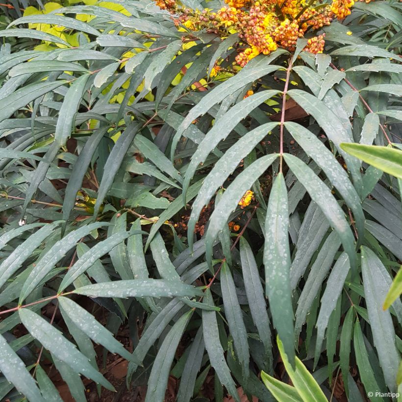 Mahonia eurybracteata Volcano (Fogliame)