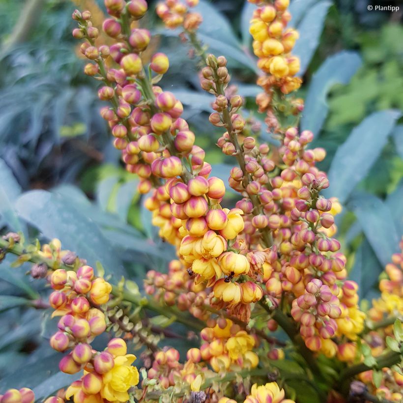 Mahonia eurybracteata Volcano (Fioritura)