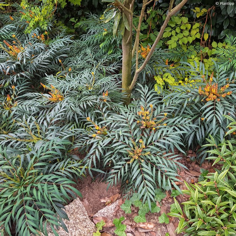 Mahonia eurybracteata Volcano (Porto)