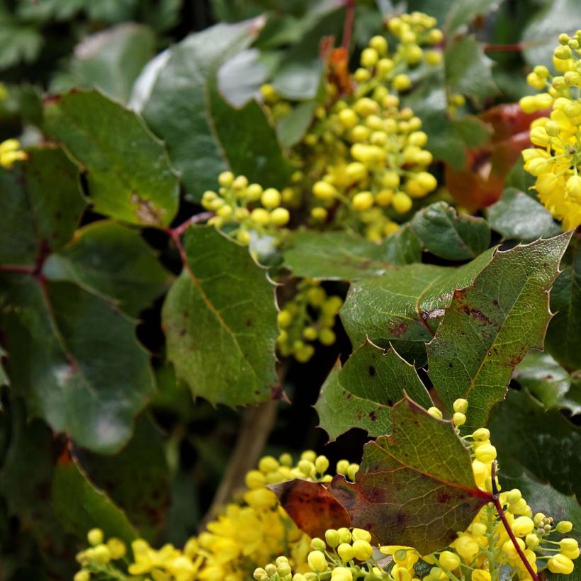 Mahonia aquifolium Apollo (Fogliame)