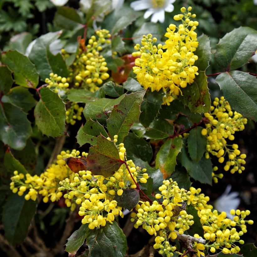 Mahonia aquifolium Apollo (Fioritura)