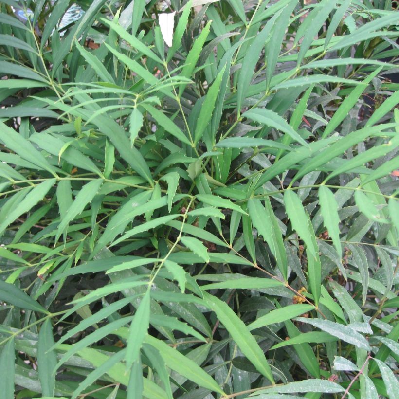 Mahonia eurybracteata Nara Hiri (Fogliame)