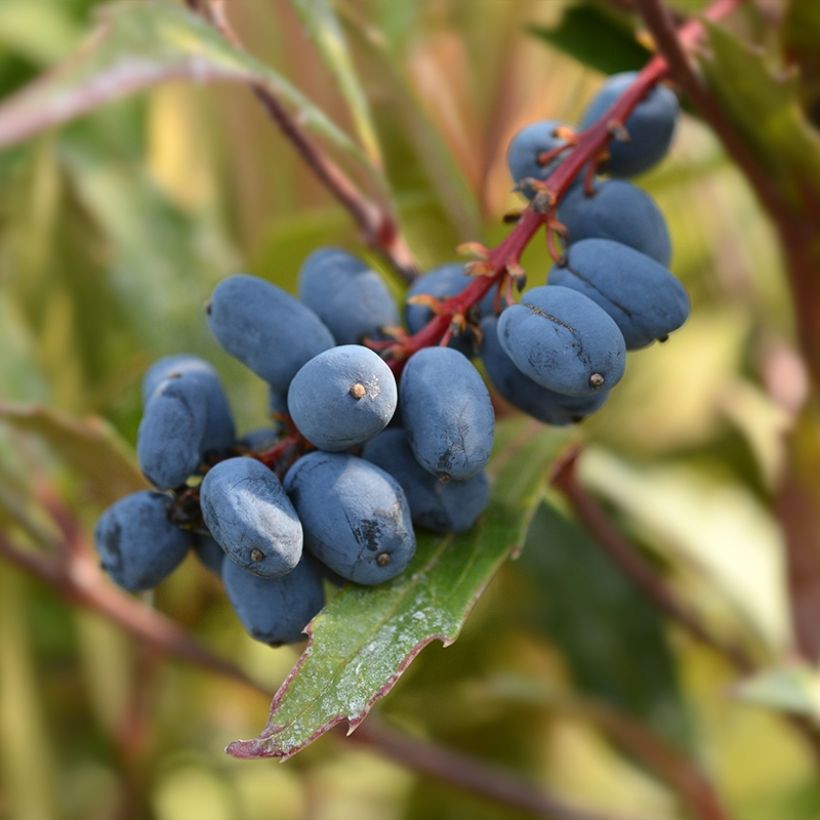 Mahonia eurybracteata Sweet Winter (Raccolta)