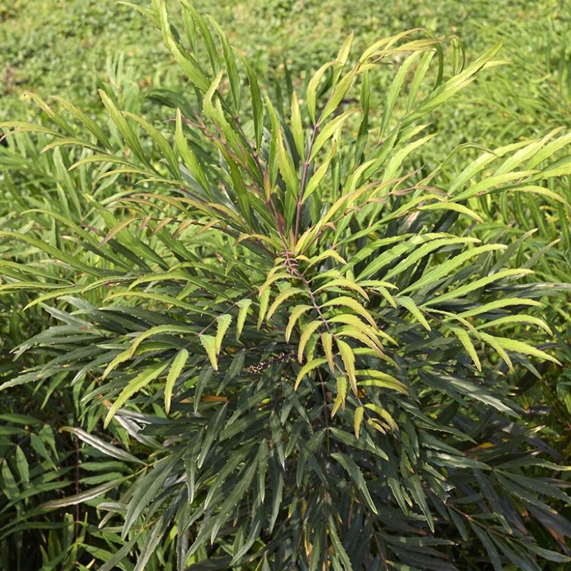 Mahonia eurybracteata Sweet Winter (Porto)