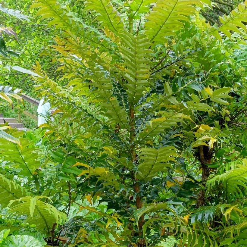 Mahonia oiwakensis subsp. lomariifolia (Fogliame)