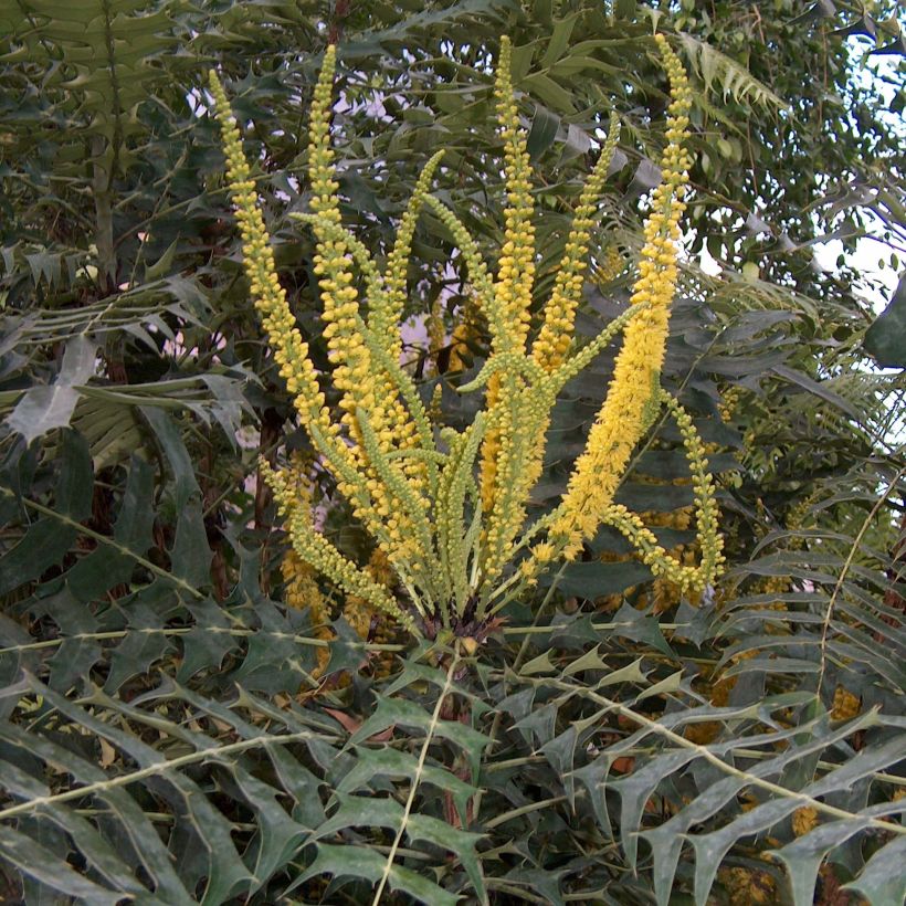 Mahonia oiwakensis subsp. lomariifolia (Fioritura)