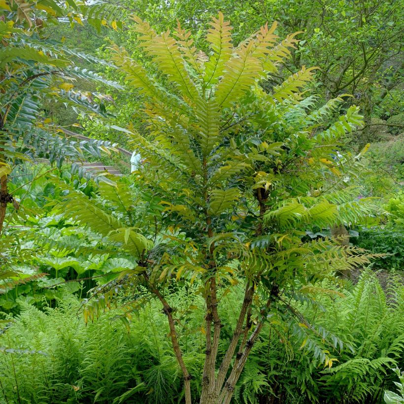 Mahonia oiwakensis subsp. lomariifolia (Porto)