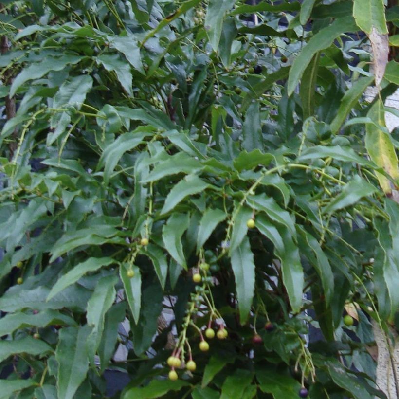 Mahonia russellii (Fogliame)