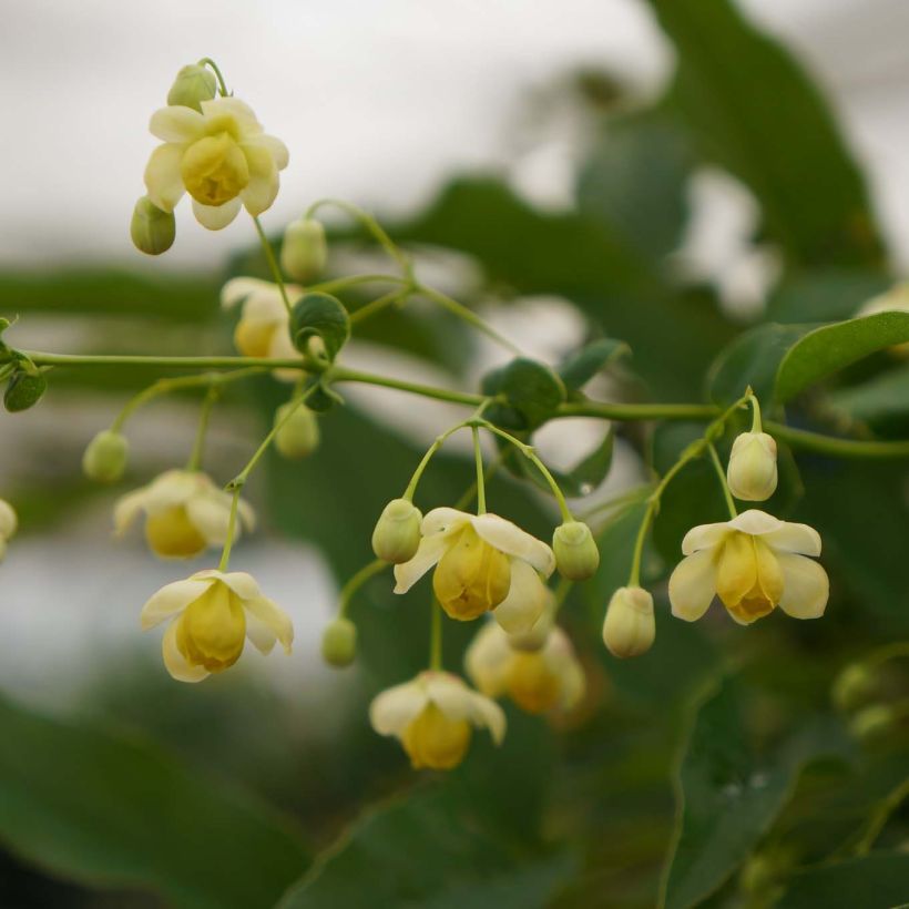 Mahonia russellii (Fioritura)