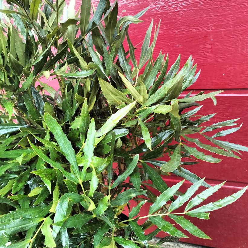 Mahonia sinensis (Fogliame)