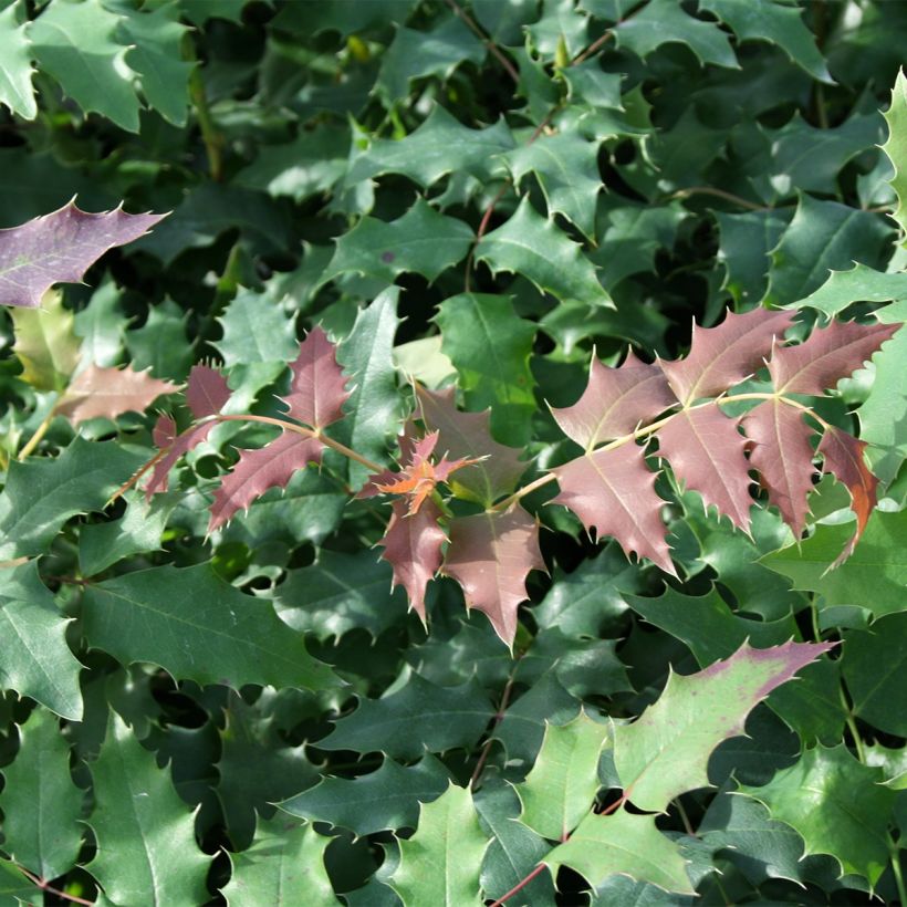 Mahonia wagneri Fireflame (Fogliame)