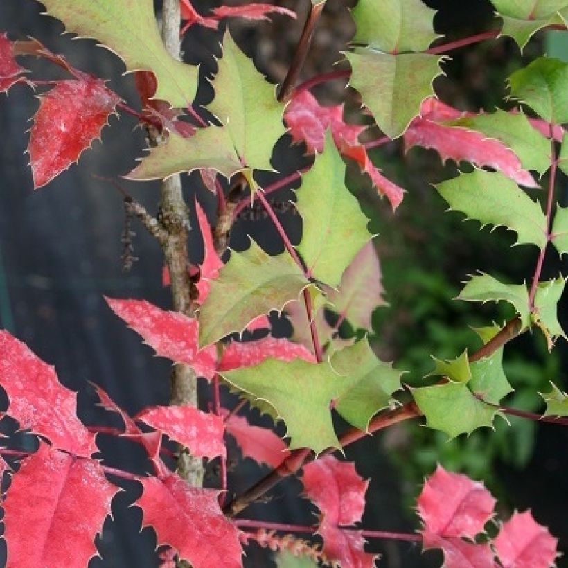 Mahonia wagneri Pinnacle (Fogliame)