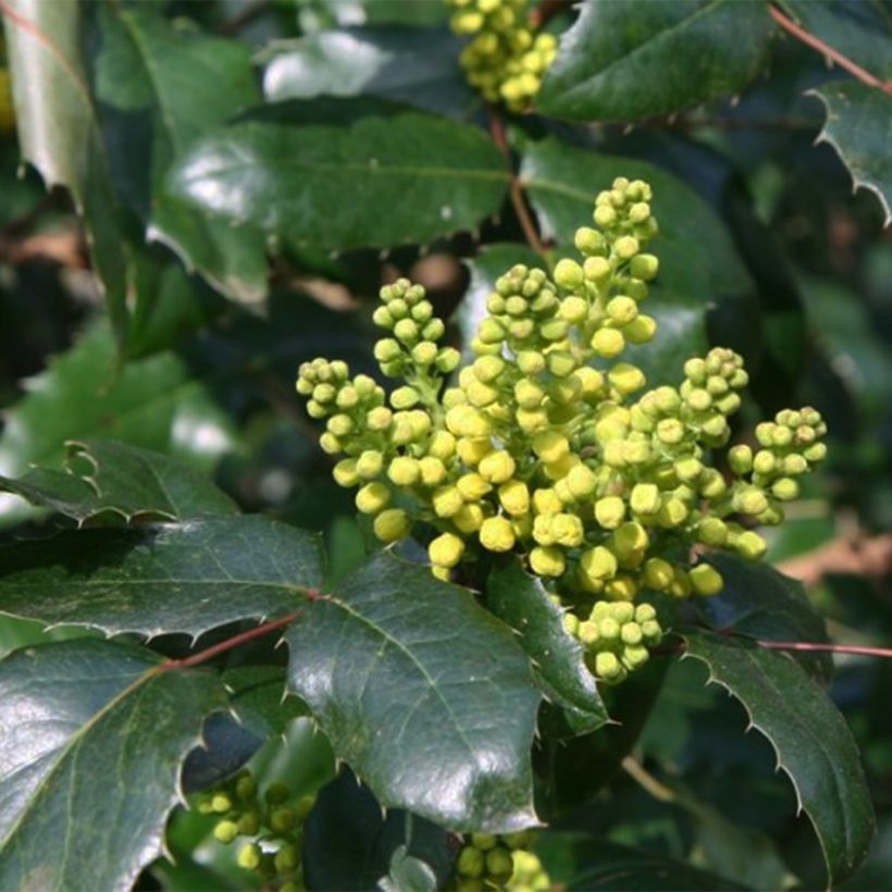 Mahonia wagneri Pinnacle (Fioritura)