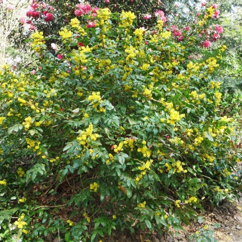 Mahonia wagneri Pinnacle (Porto)