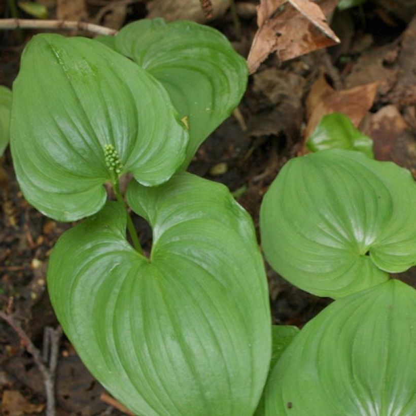 Maianthemum bifolium - Gramigna di Parnasso (Fogliame)