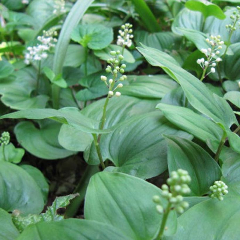 Maianthemum bifolium - Gramigna di Parnasso (Fioritura)