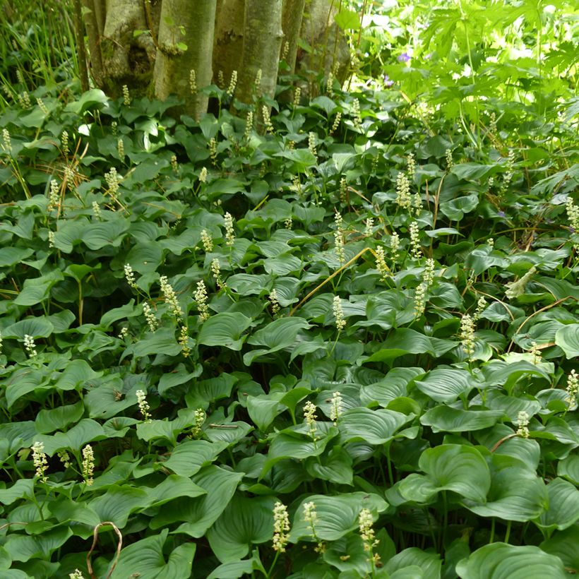 Maianthemum bifolium - Gramigna di Parnasso (Porto)