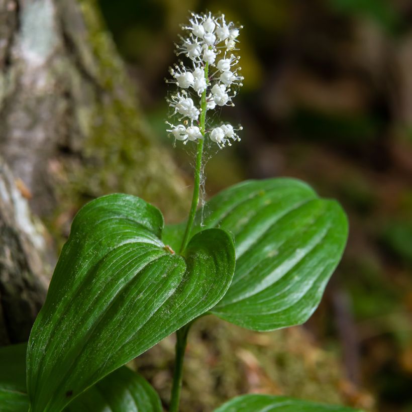 Maianthemum kamtschaticum (Fioritura)