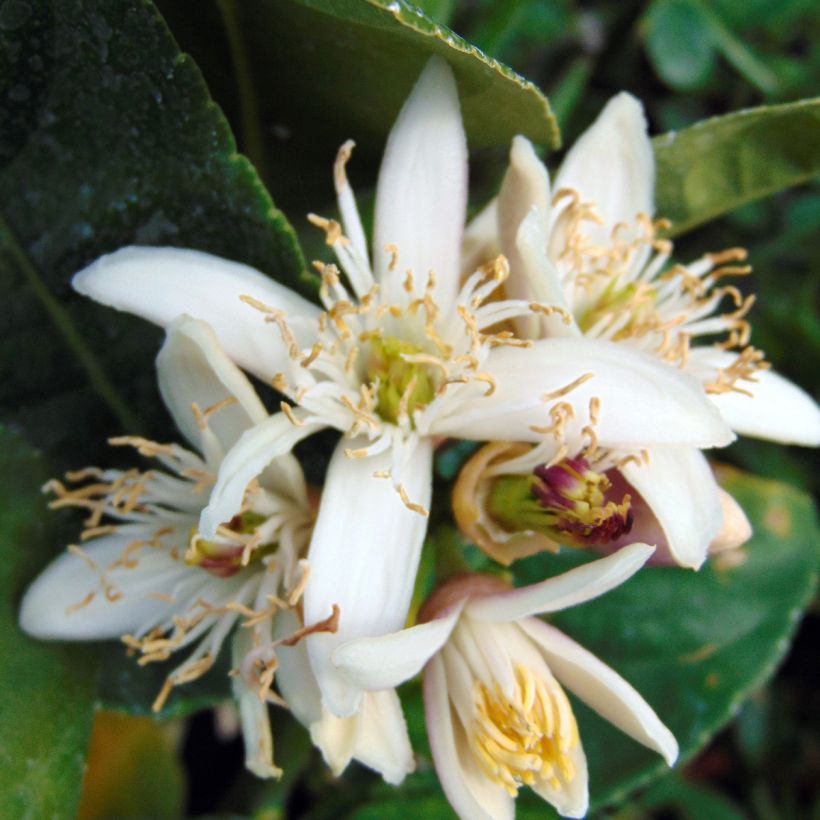 Citrus medica var. sarcodactylis - Cedro (agrume) (Fioritura)