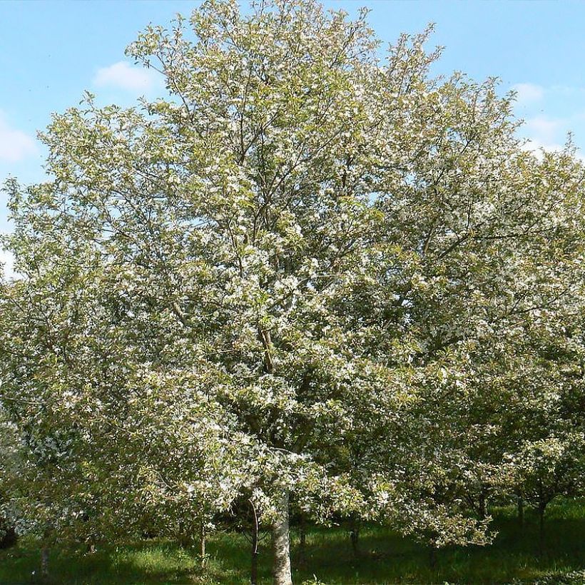 Malus Comtesse De Paris - Melo da fiore (Porto)