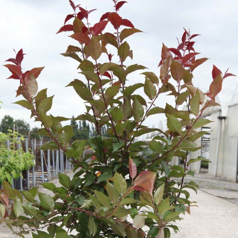 Malus Prairiefire - Melo da fiore (Fogliame)