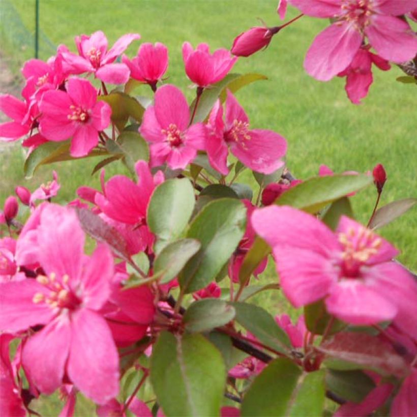 Malus Prairiefire - Melo da fiore (Fioritura)