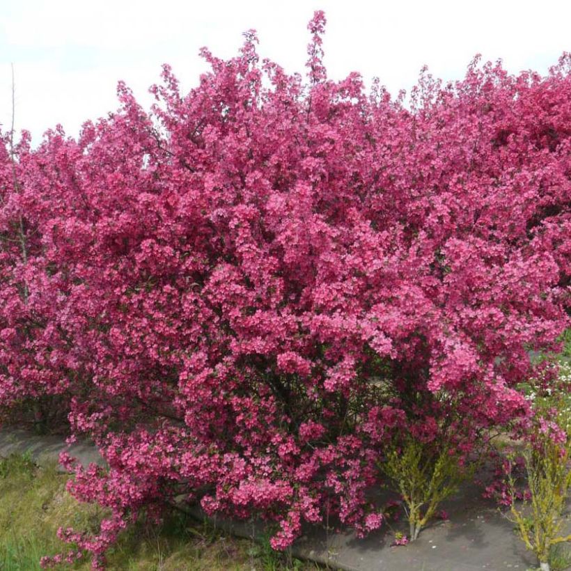 Malus Prairiefire - Melo da fiore (Porto)