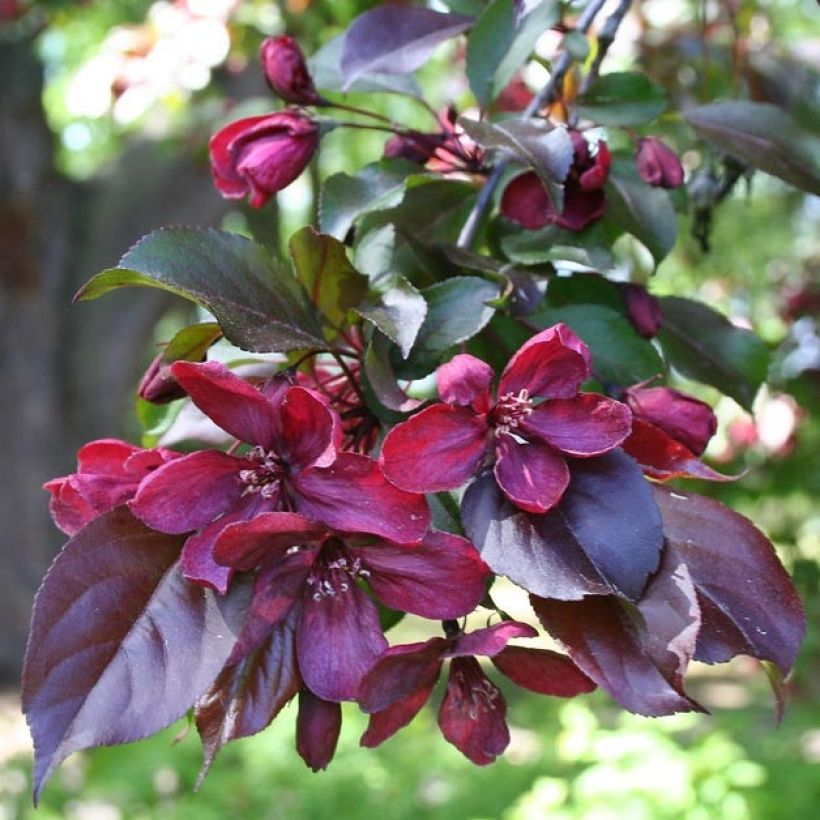 Malus Royalty - Melo da fiore (Fogliame)