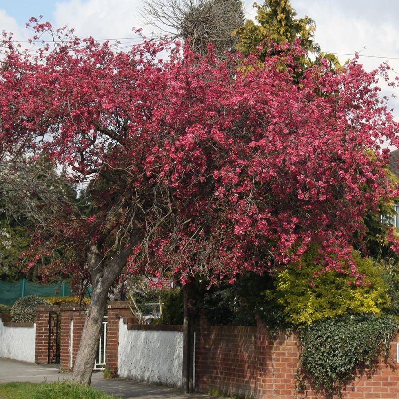 Malus Royalty - Melo da fiore (Porto)