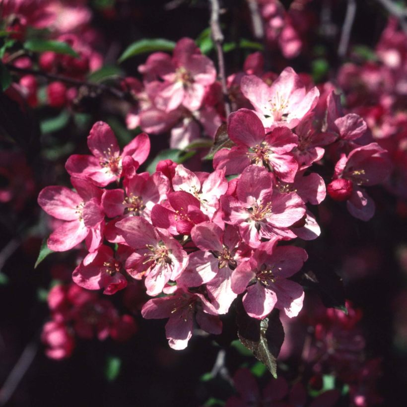 Malus Rudolph - Melo da fiore (Fioritura)